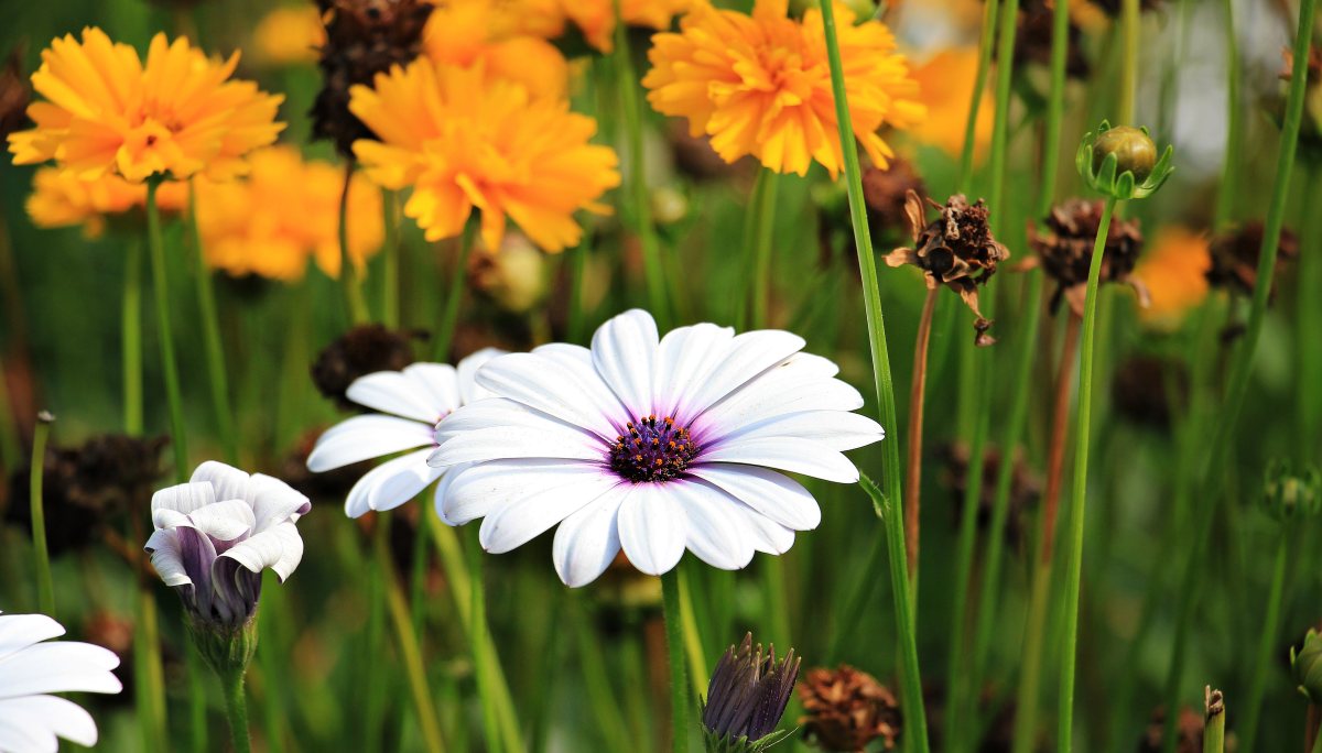 fleurs jardin