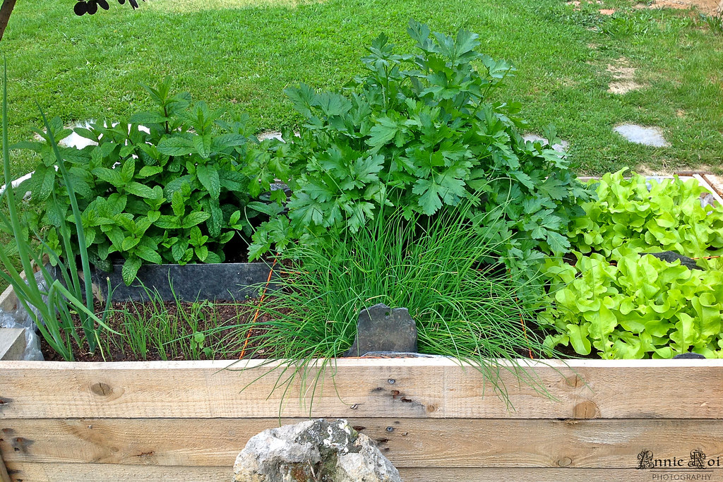 bordure bois potager