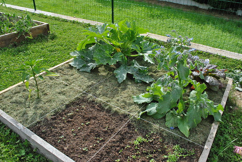 bordure carre potager
