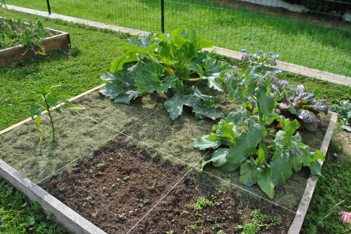 type potager carre