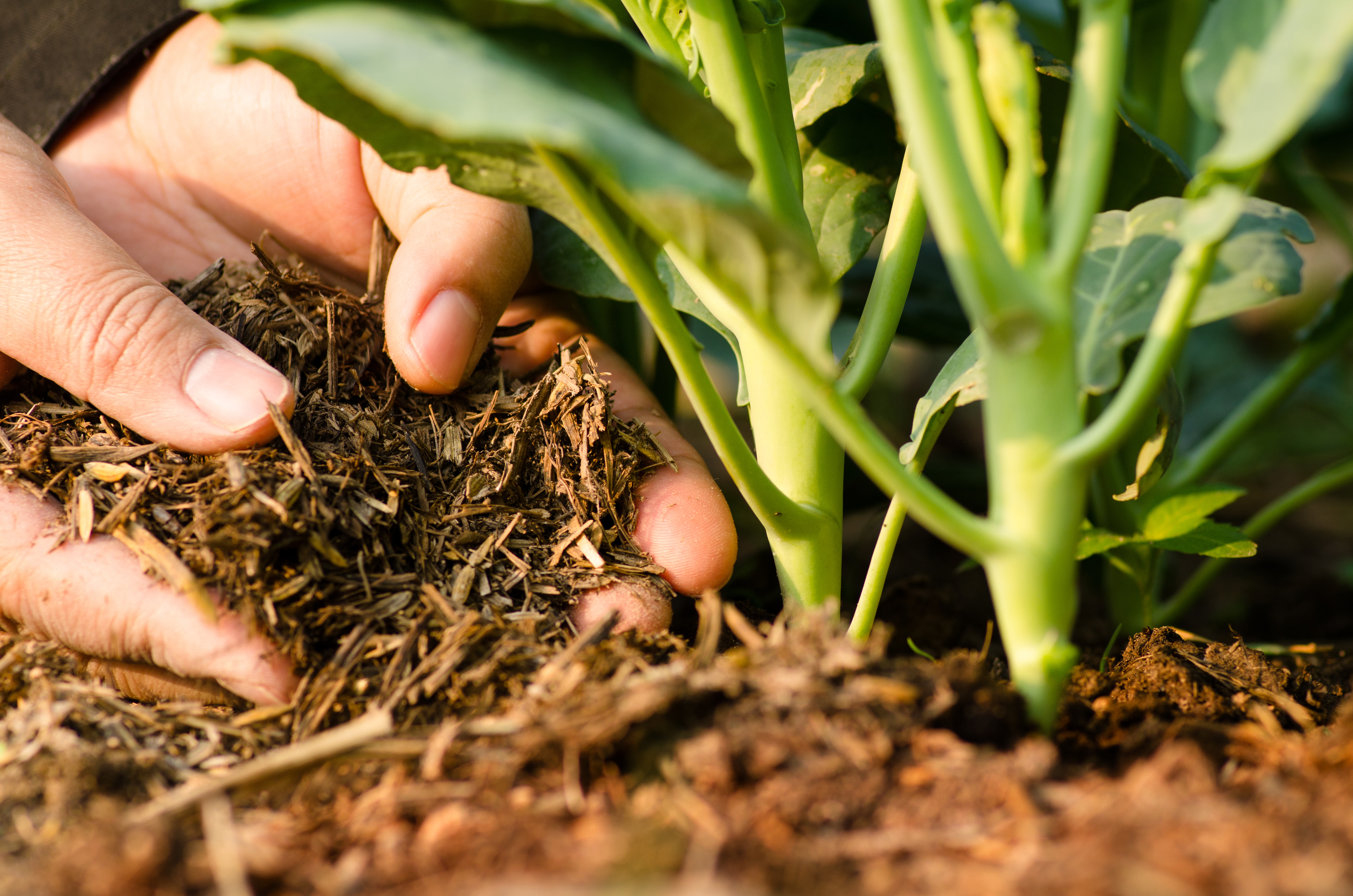 potager jardin