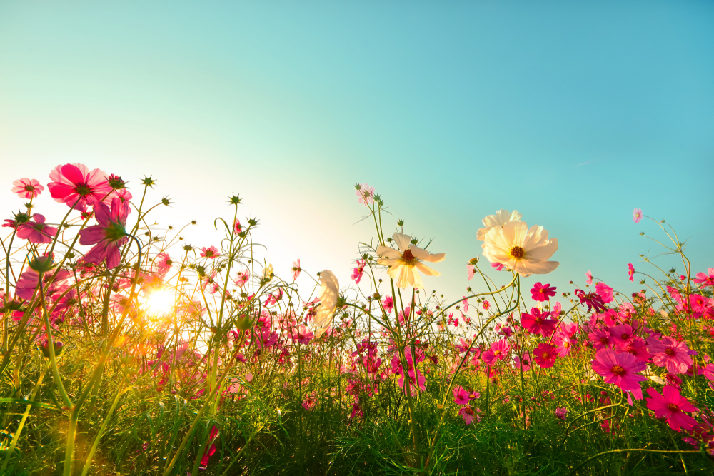 jolies fleurs roses et blanche dans un soleil de printemps