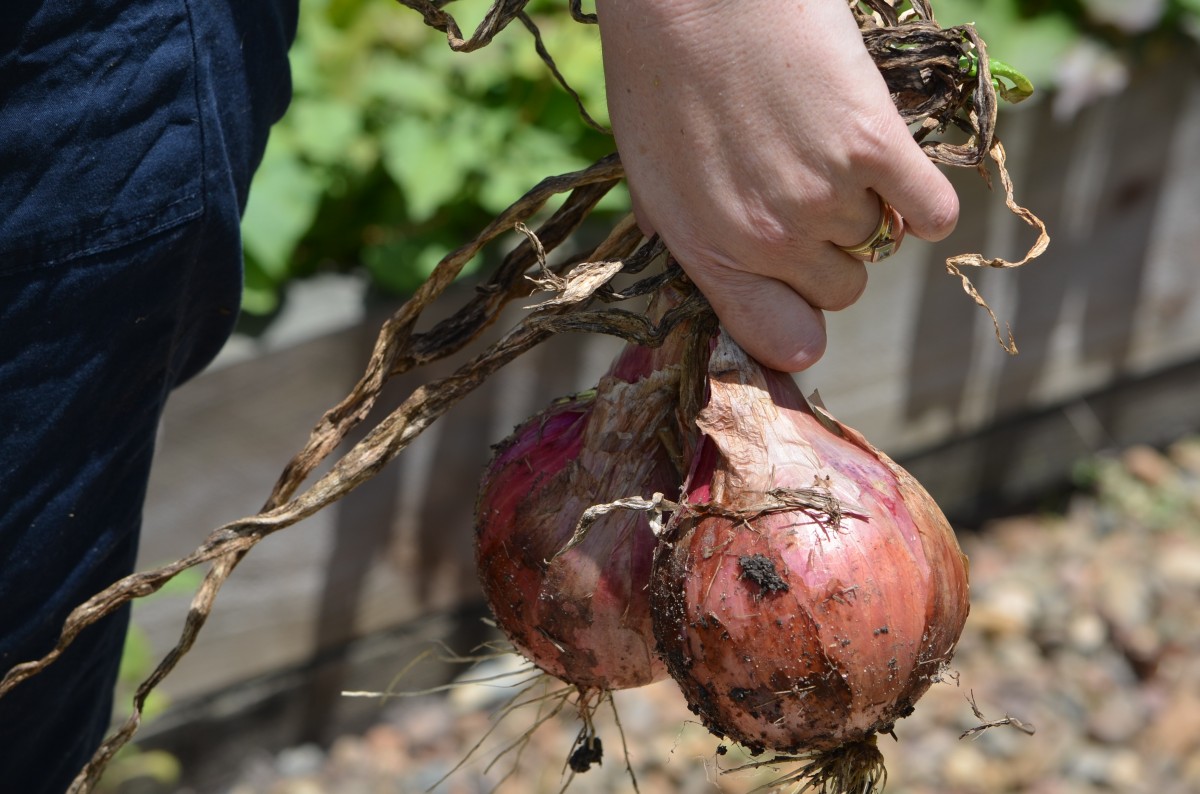 potager
