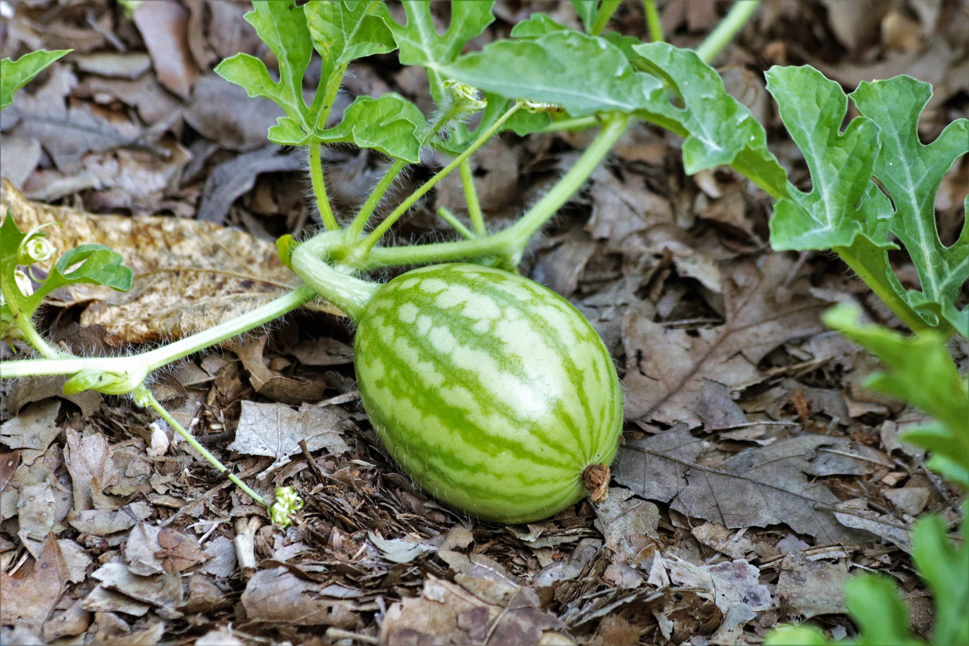 paillis de jardin