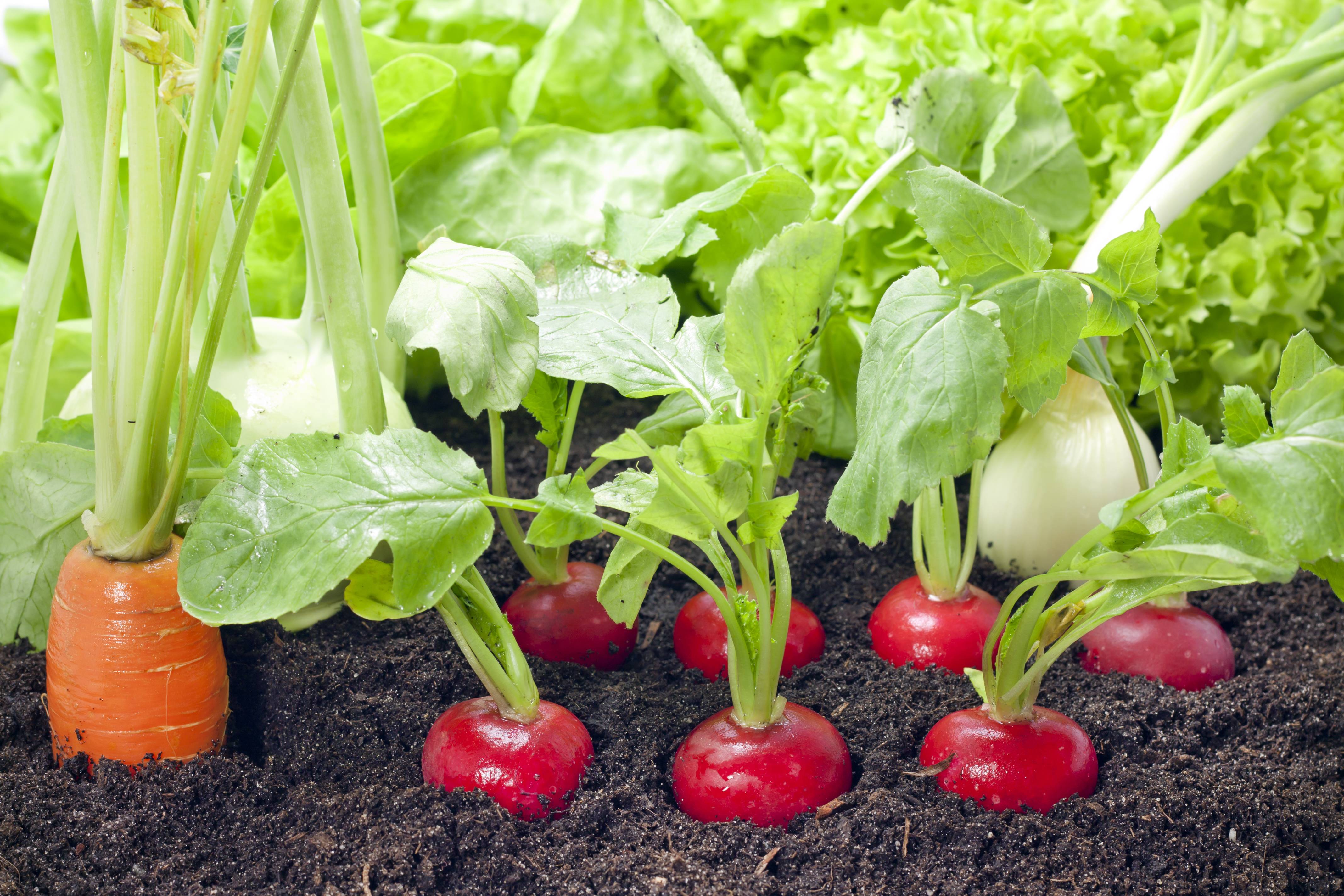 legumes potager