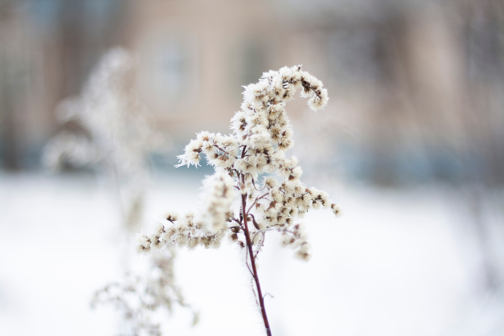 Plantes résistant au froid