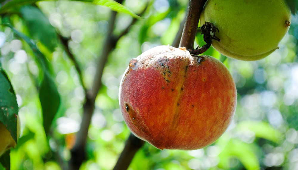 Comment prévenir et traiter les maladies de ses arbres fruitiers