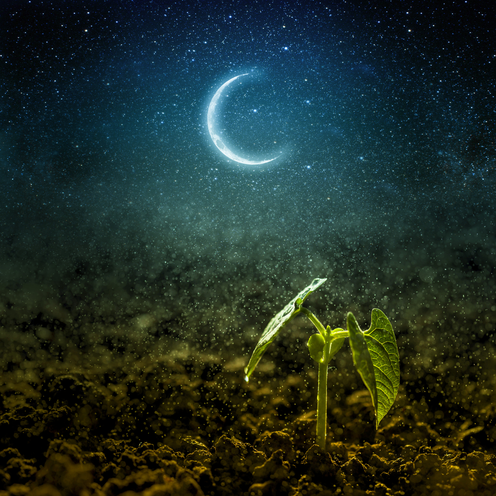 Jardiner avec la Lune : les principes généraux