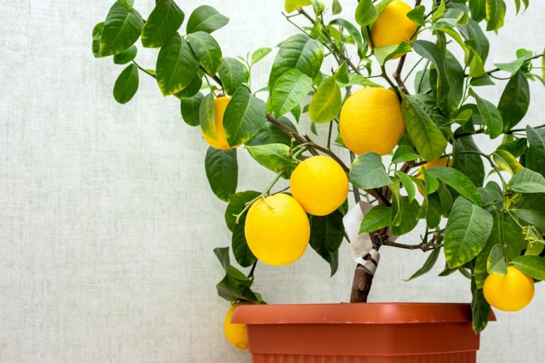 Quel arbre fruitier en pot pour votre extérieur